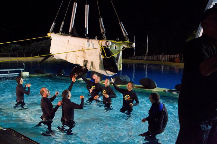 Morgan is carried by crane into a pool at Loro Parque amusement park