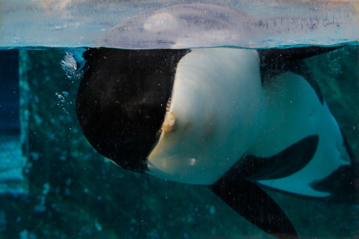 Morgan swims in her tank at the Dolfinarium in Harderwijk, Netherlands