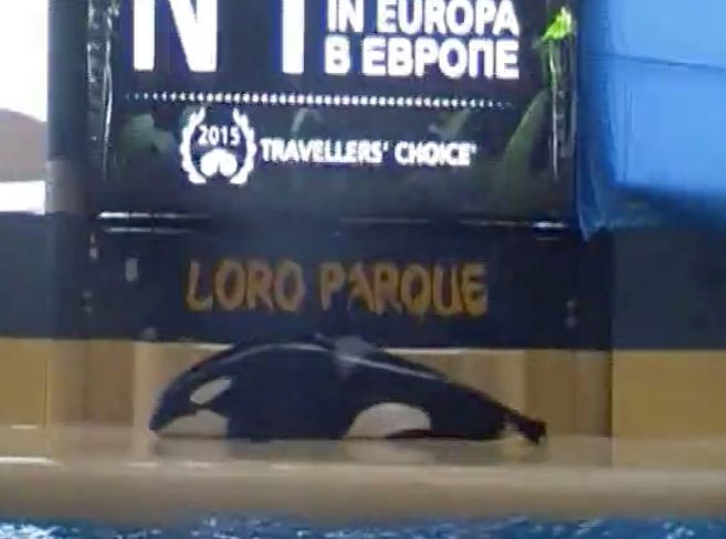 Morgan beached herself for more than ten minutes after the orca show at Loro Parque in Tenerife