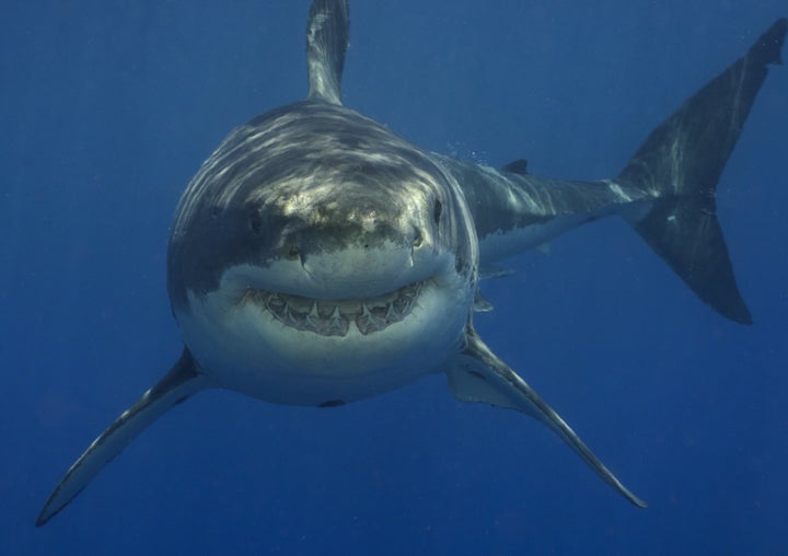 <strong>Collyer is believed to have been attacked by a great white shark</strong>