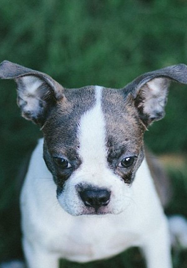 Brave Bulldog Tries To Save Girl In Horror Movie From Certain Trouble ...