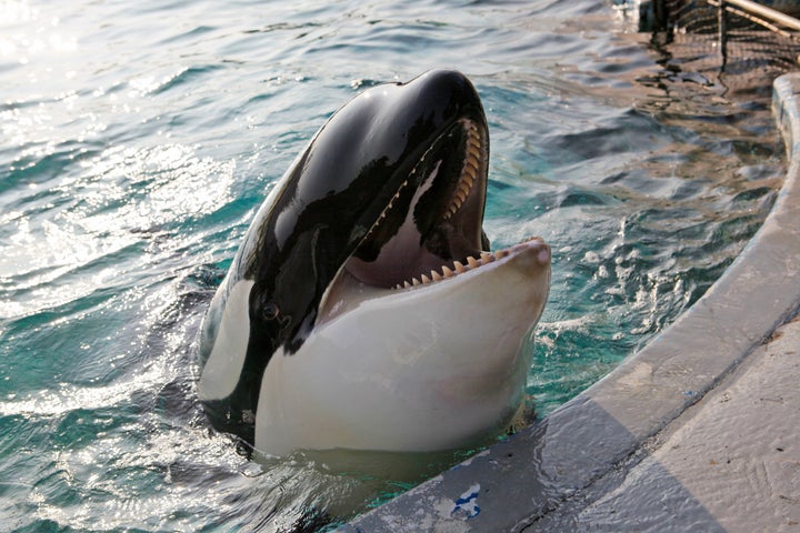 Morgan swims in a tank at the Dolfinarium in the Netherlands in November 2011.