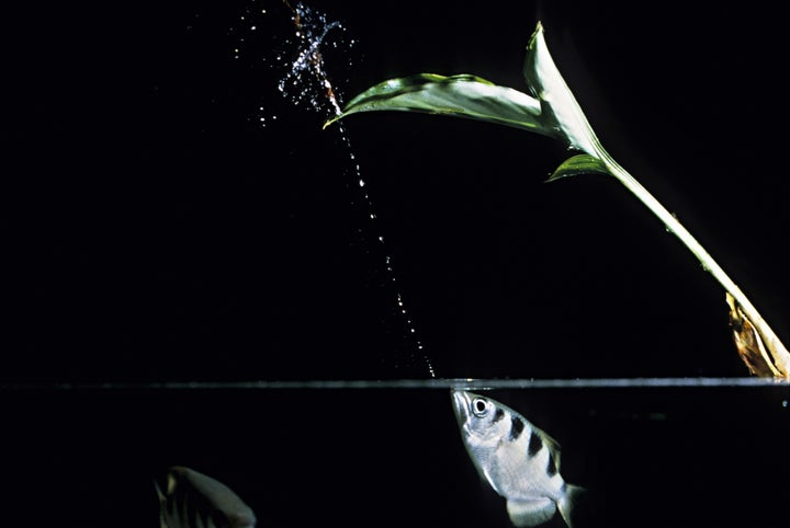 An archerfish spits a jet of water.