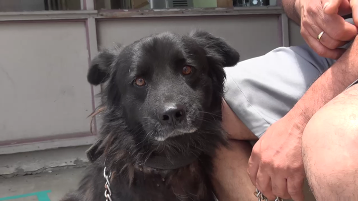 Shadow in a photo from the day he was left at the shelter.