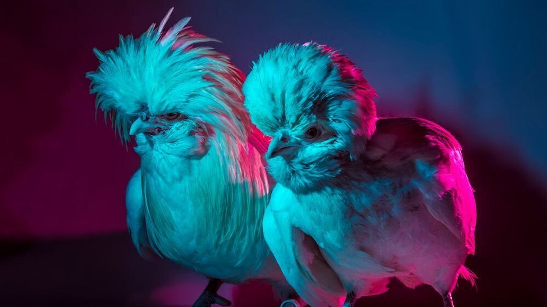 These Ultra Glam Chickens Are Bringing Sexy Bawk Huffpost