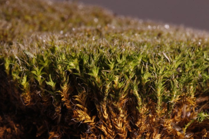 This desert moss is extremely good at absorbing moisture.