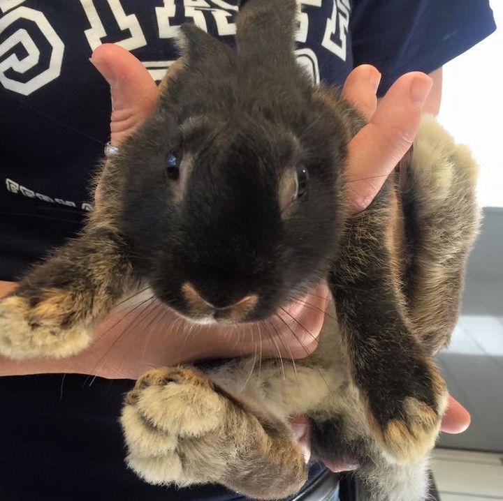 After being rescued, Fuzzy Pants was in the care of Nassau County Animal Services before being transferred to Southwest Florida House Rabbit Rescue.