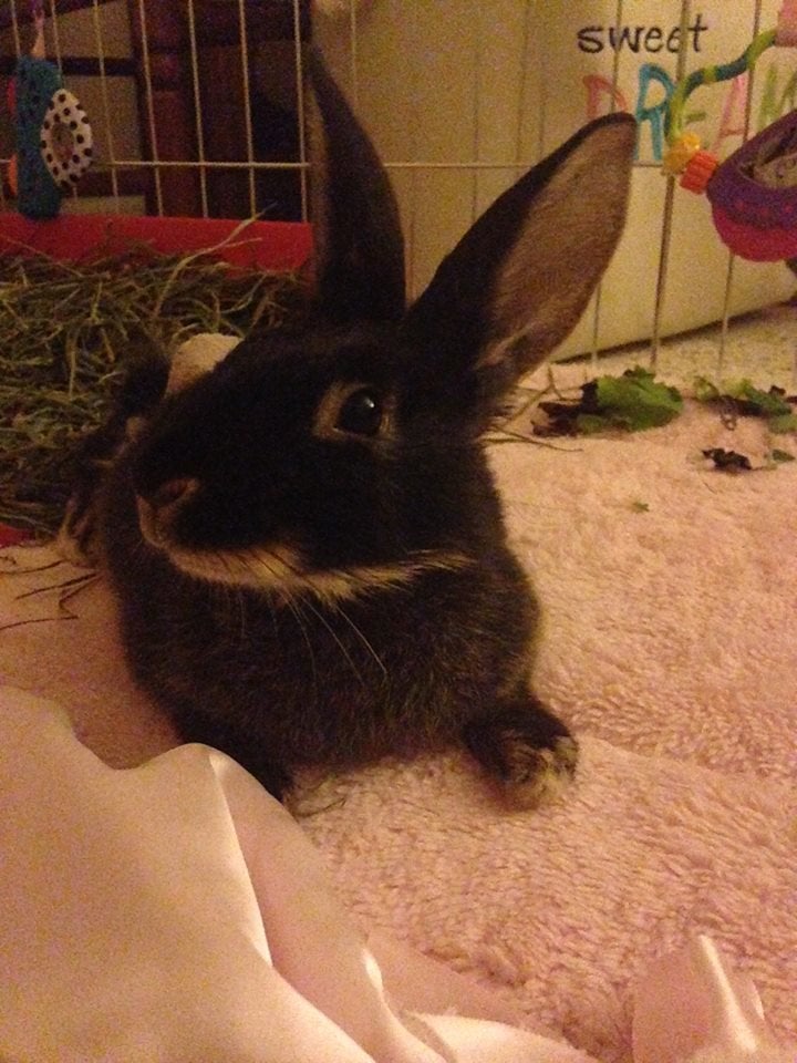 Fuzzy recovering in her playpen.