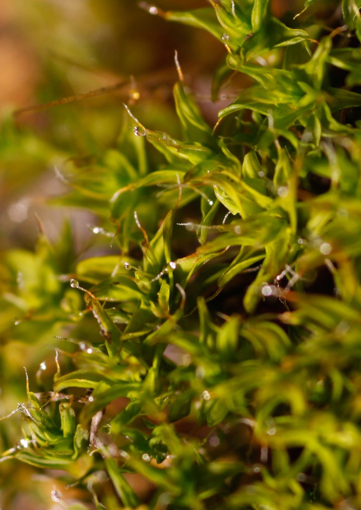 Researchers at USU are designing urinal pads modeling on the moss <em>S. caninervis</em>.