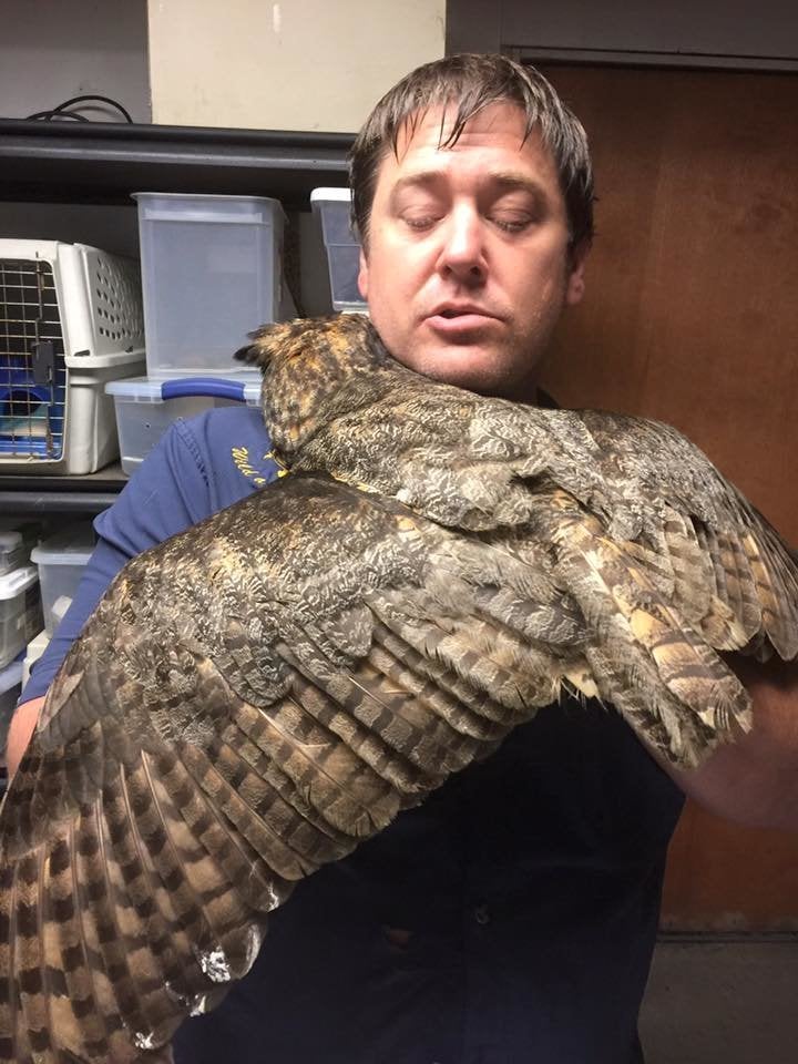 Doug Pojesky and Gigi the owl. (Property of Wild At Heart Rescue)