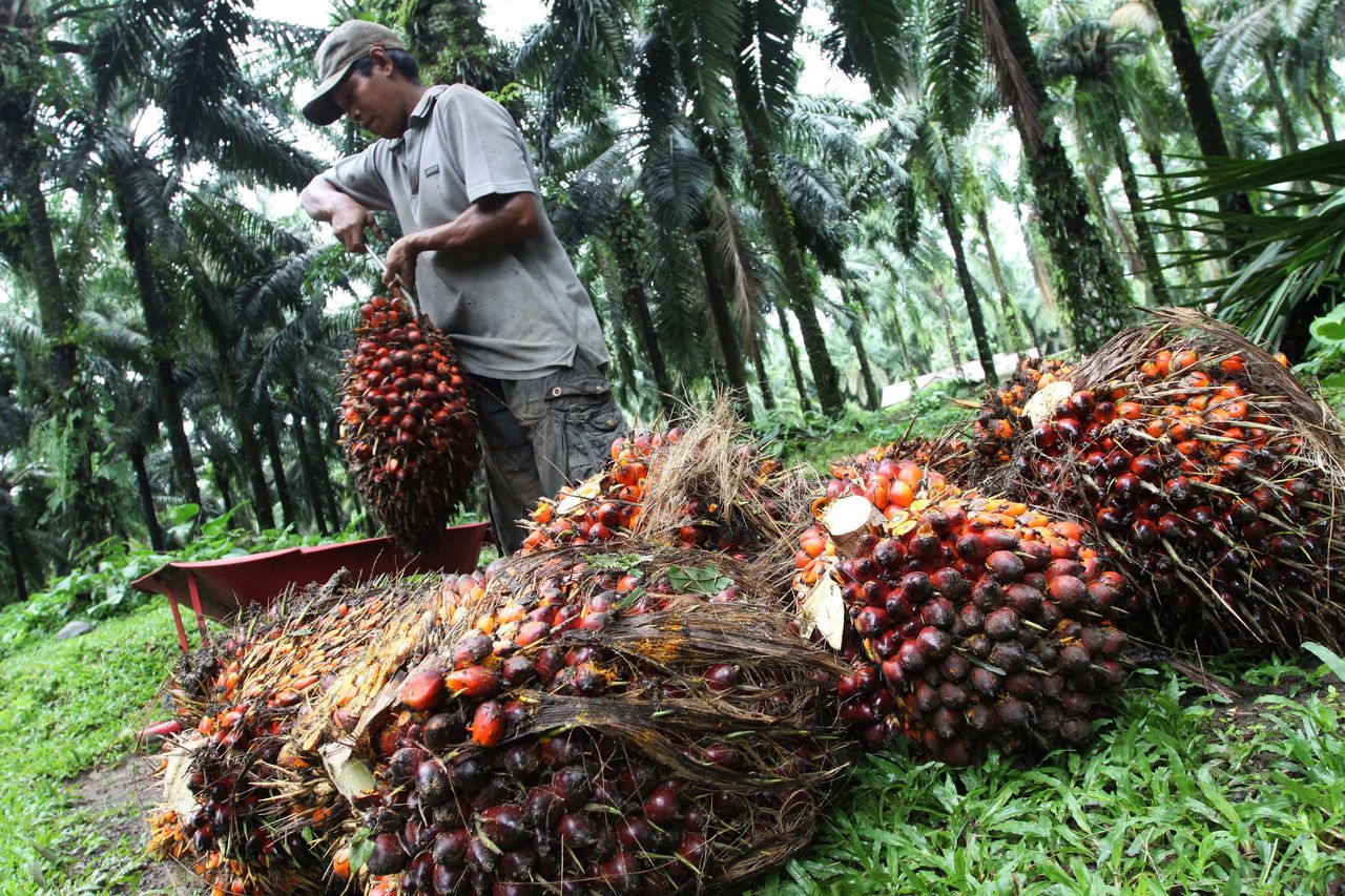 A worker collects palm fruit at a plantation in Indonesia's north Sumatra province on Nov. 1, 2012.