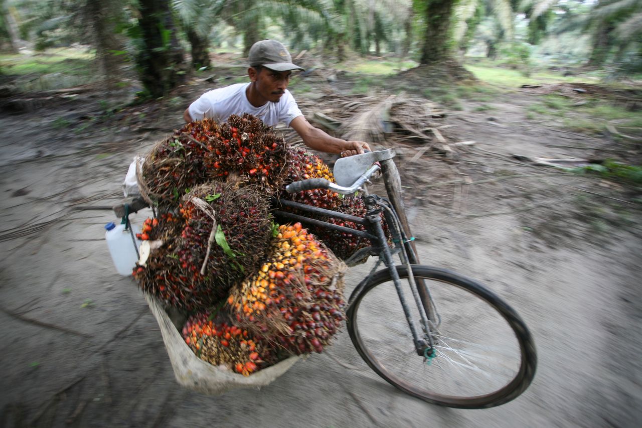 A worker collects palm fruits in the Serdang Bedagai district of Indonesia's North Sumatra province on Feb. 7, 2011.