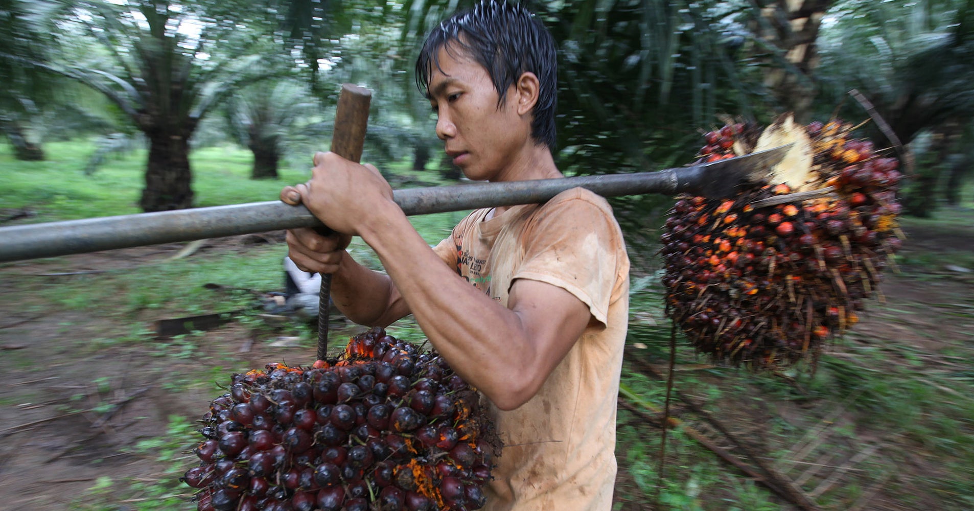 Damning Report Reveals Palm Oil's Human Cost HuffPost