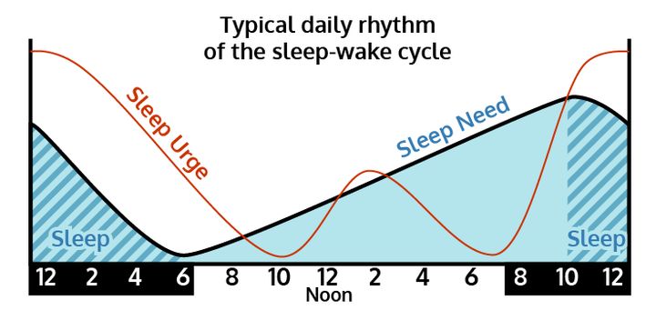 A graph of normal human circadian rhythm. Our daytime sleep urge peaks around 2:00 p.m., which coincides with the dreaded "afternoon slump."