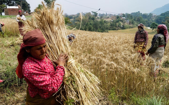 KATHMANDU, NEPAL MAY 8 : A Nepalese farmer woman carries the bundle of newly harvest wheat in the field at Mahankal on the ou
