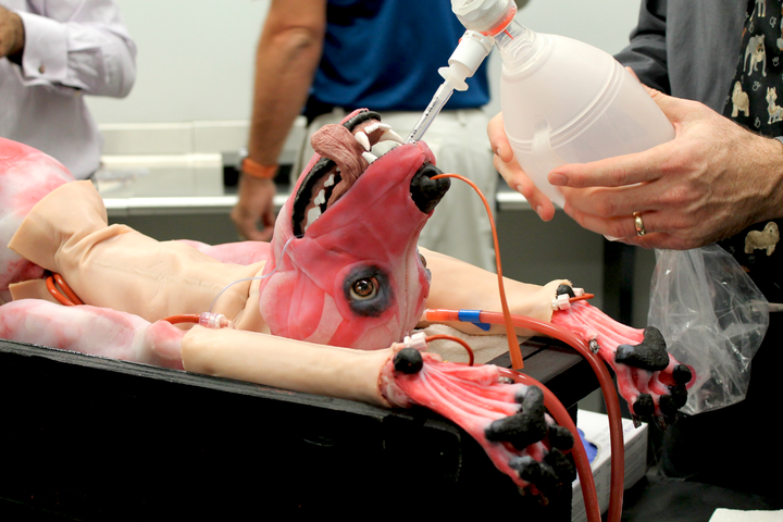 The synthetic dog has been designed to be a realistic and detailed surgical trainer for veterinary students.