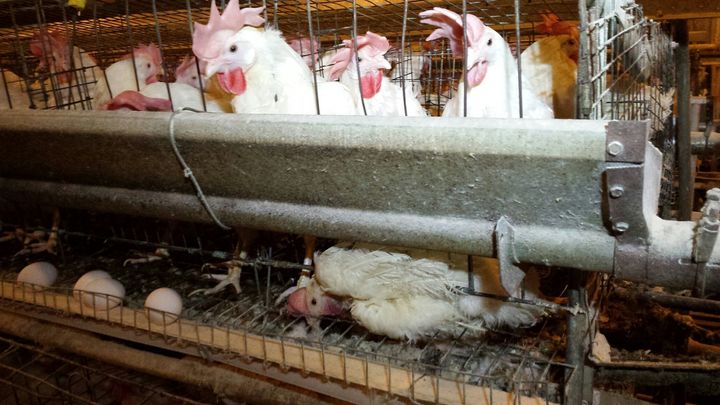 A hen lies trapped under the wires of her cage. Many birds become trapped by their wings, necks and legs and are unable to reach food or water.