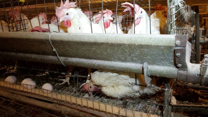 A hen lies trapped under the wires of her cage. Many birds become trapped by their wings, necks and legs and are unable to re