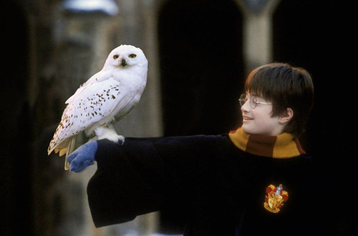Harry's owl Hedwig was a loyal companion 