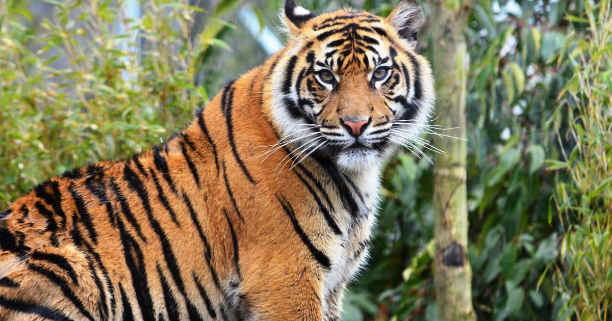 South Lakes Safari Zoo Fined £255,000 After Keeper Sarah McClay Mauled ...