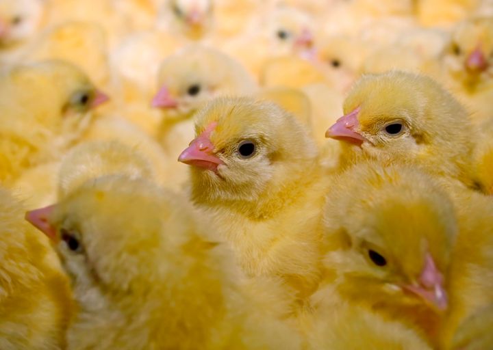 An industry group representing most egg producers in the U.S. has pledged to end the practice of mass-slaughtering male chicks.