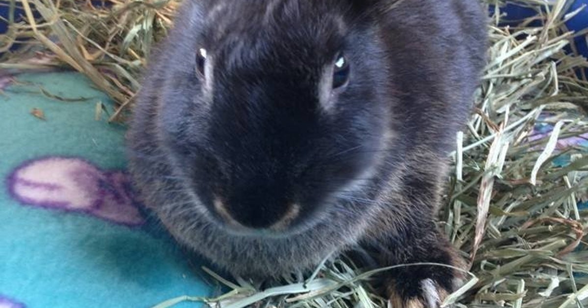 Baby Rabbit Abuse Rabbit Abused In Viral Video Is Now Showered With Gifts | HuffPost Good ...