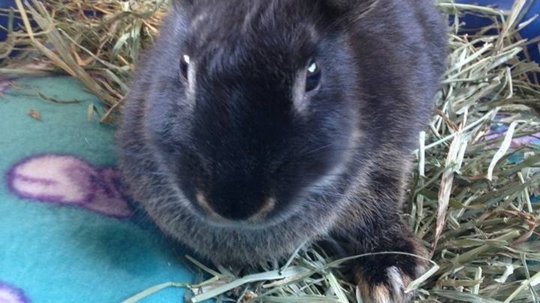 Rabbit Abused In Viral Video Is Now Showered With Gifts | HuffPost Good ...