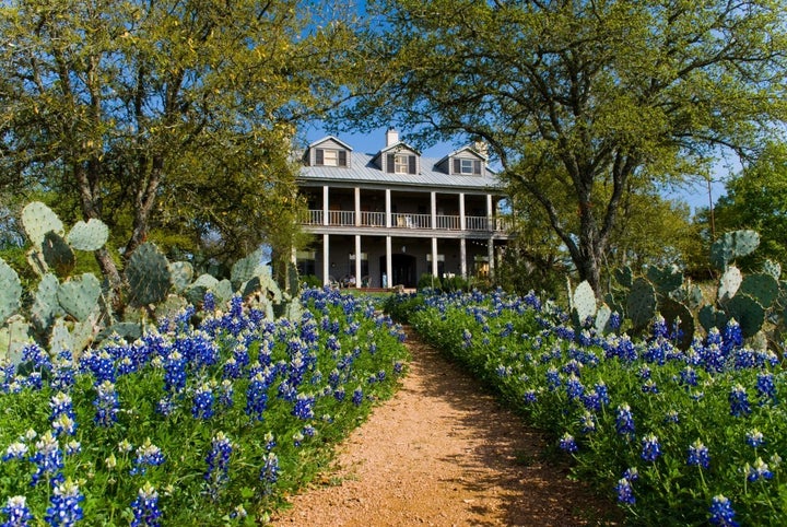 Bluebonnets at Sage Hill Inn