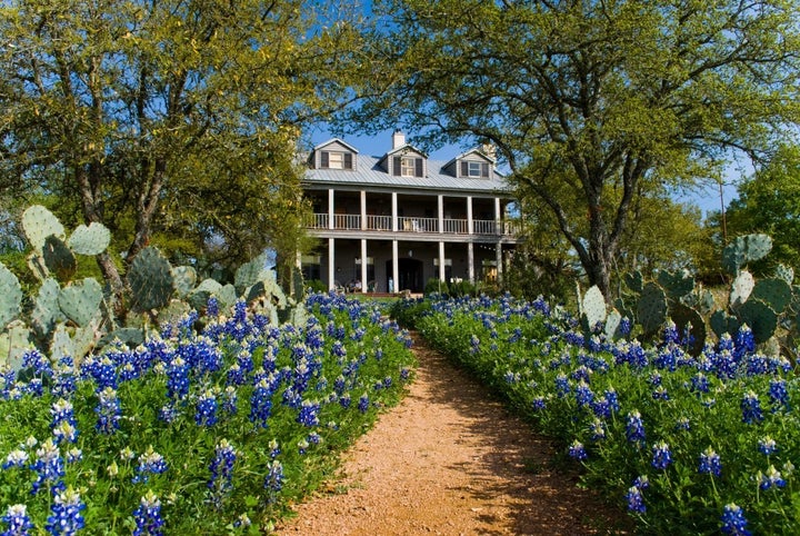 Bluebonnets at Sage Hill Inn