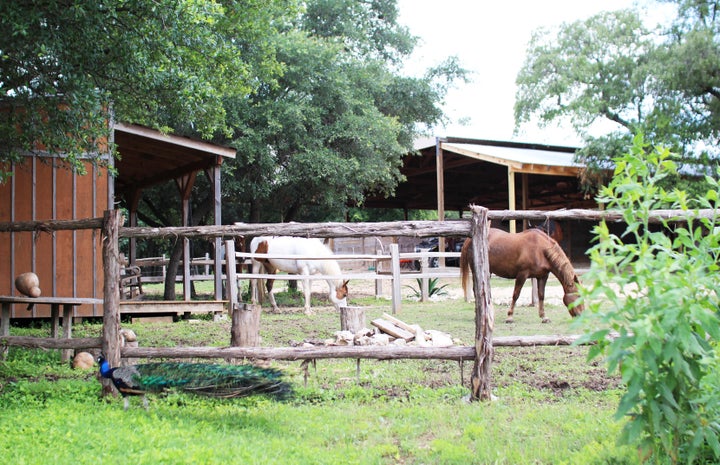 The farm at Travaasa Austin.