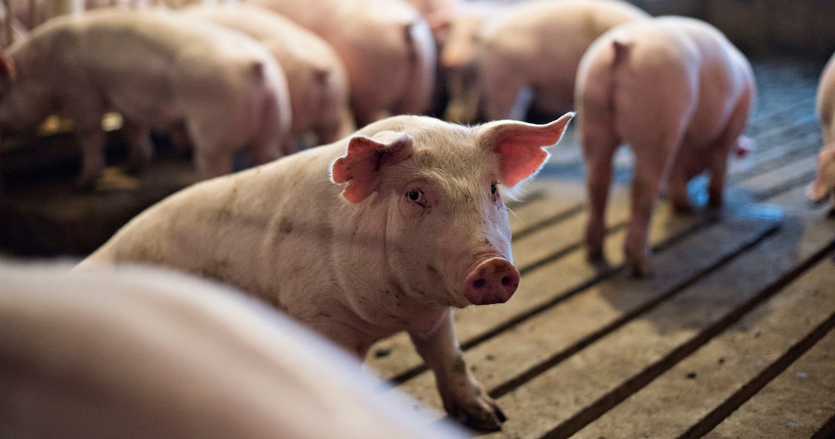 Can Growing Human Organs in Pigs Solve the Organ Shortage? | HuffPost ...