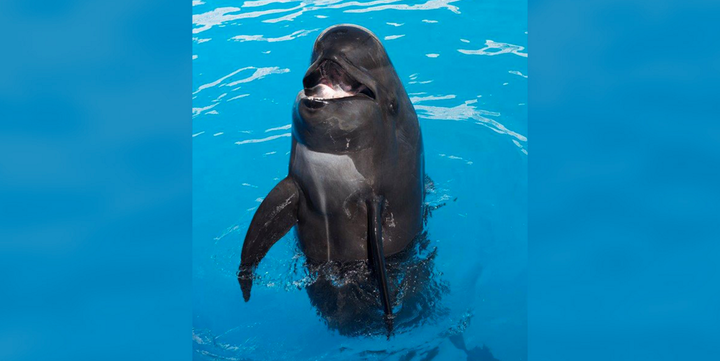 <strong>Bubbles, believed to be the oldest pilot whale in a zoological park, has died at SeaWorld San Diego.</strong>