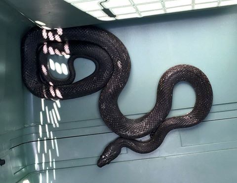 This 4-foot snake gave an Arkansas woman a surprise of a lifetime after it dropped out of her car's dashboard and onto her feet.