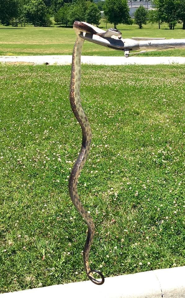 Animal control officers were able to safely remove the snake, pictured here.
