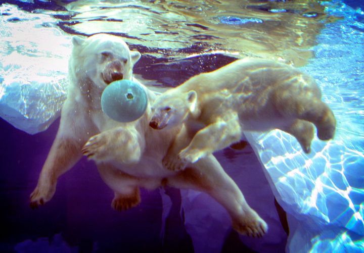 Talini as a 9-month-old cub with her mother, Barle at the Detroit Zoo in 2005. Barle was rescued from a Puerto Rican circus in 2002.