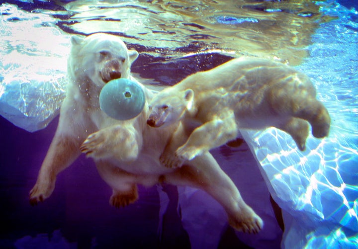 Talini as a 9-month-old cub with her mother, Barle at the Detroit Zoo in 2005. Barle was rescued from a Puerto Rican circus in 2002.