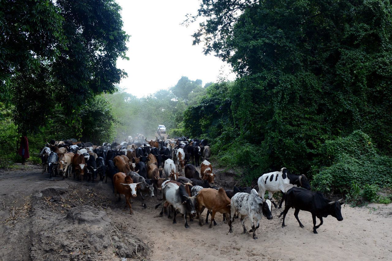 Cattle being herded from Nambogo market by Barabaig pastoralists in Mororgoro region.