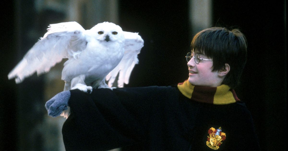 Daniel Radcliffe Has A Very Good Reason For Not Wanting To See 'Harry ...