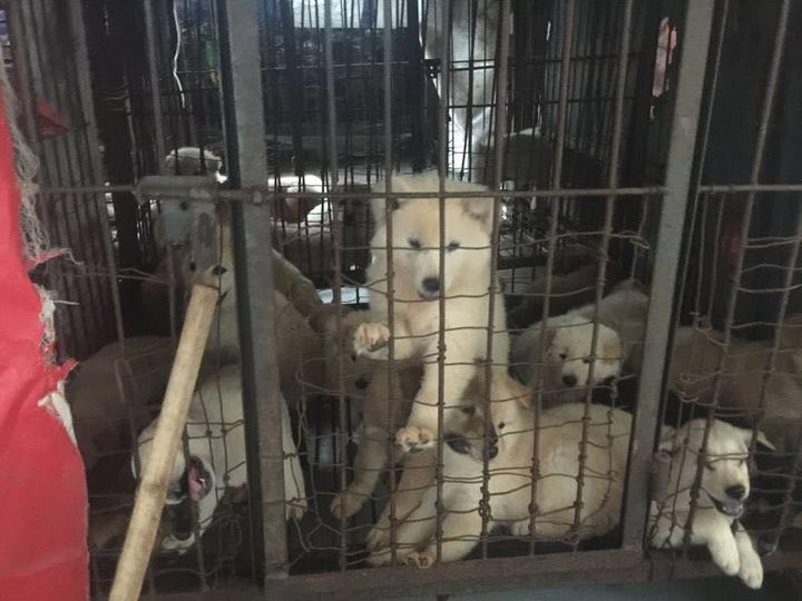 Dozens of dogs and cats were rescued from a Chinese slaughterhouse just days ahead of Yulin.