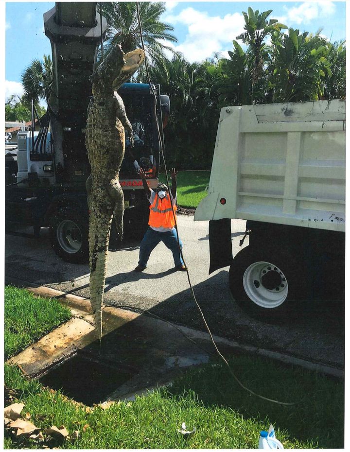 An 11-foot-long gator is seen being removed from a southwest Florida neighborhood on Monday.