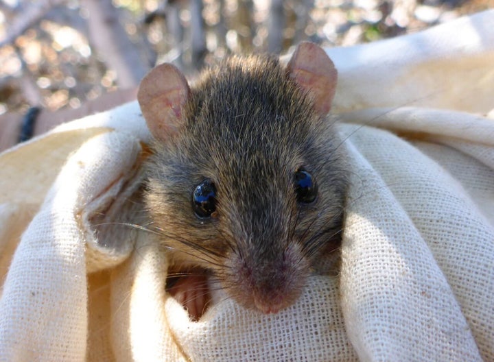 The Bramble Cay melomys.