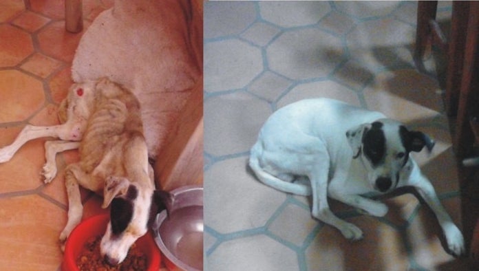 Bones - Before and After