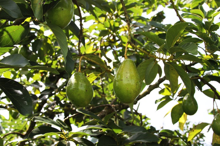 Kiwis apparently love their avocados.