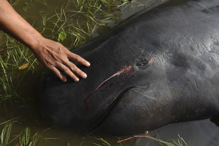 A man touches a dead whale that got stranded on Pesisir beach in Probolinggo, Indonesia.