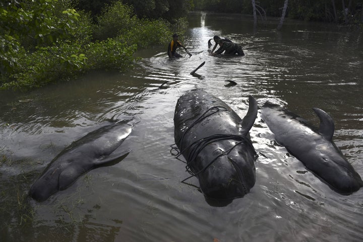 An Indonesian soldier and resident inspect dead whales stranded on the coast of Pesisir beach.