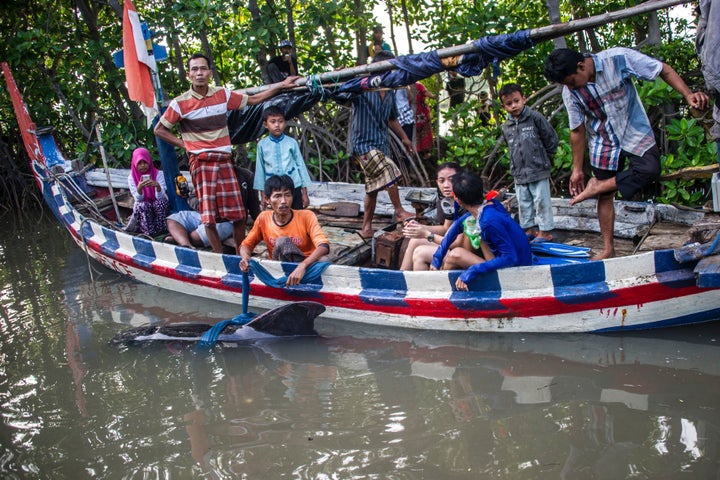 Indonesian environmental activists and local fishermen assist a disoriented short-finned pilot whale