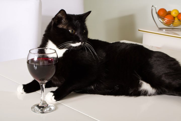 This photo doesn't show Apollo Peak wine, but it does show a really cute cat.