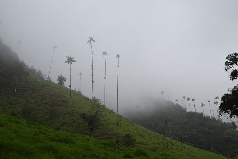 An early morning hike in Salento’s Valley of Cocora