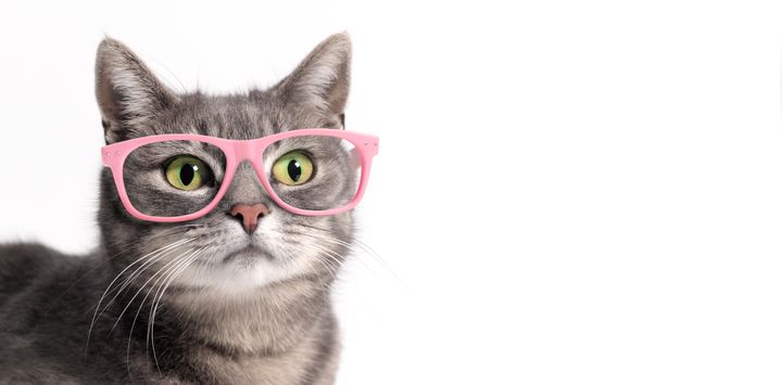 Does this cat even have bad eyesight, or she just trying to look hip?