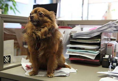 <i>Photo by Nancy A. Ruhling</i><br><strong>The only thing Kodiak, the office mascot, knows how to sniff for is food.</strong